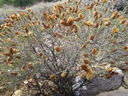 Image of Pteronia succulenta Thunb.