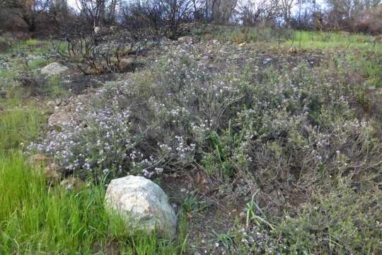 Image of Rincon Ridge ceanothus