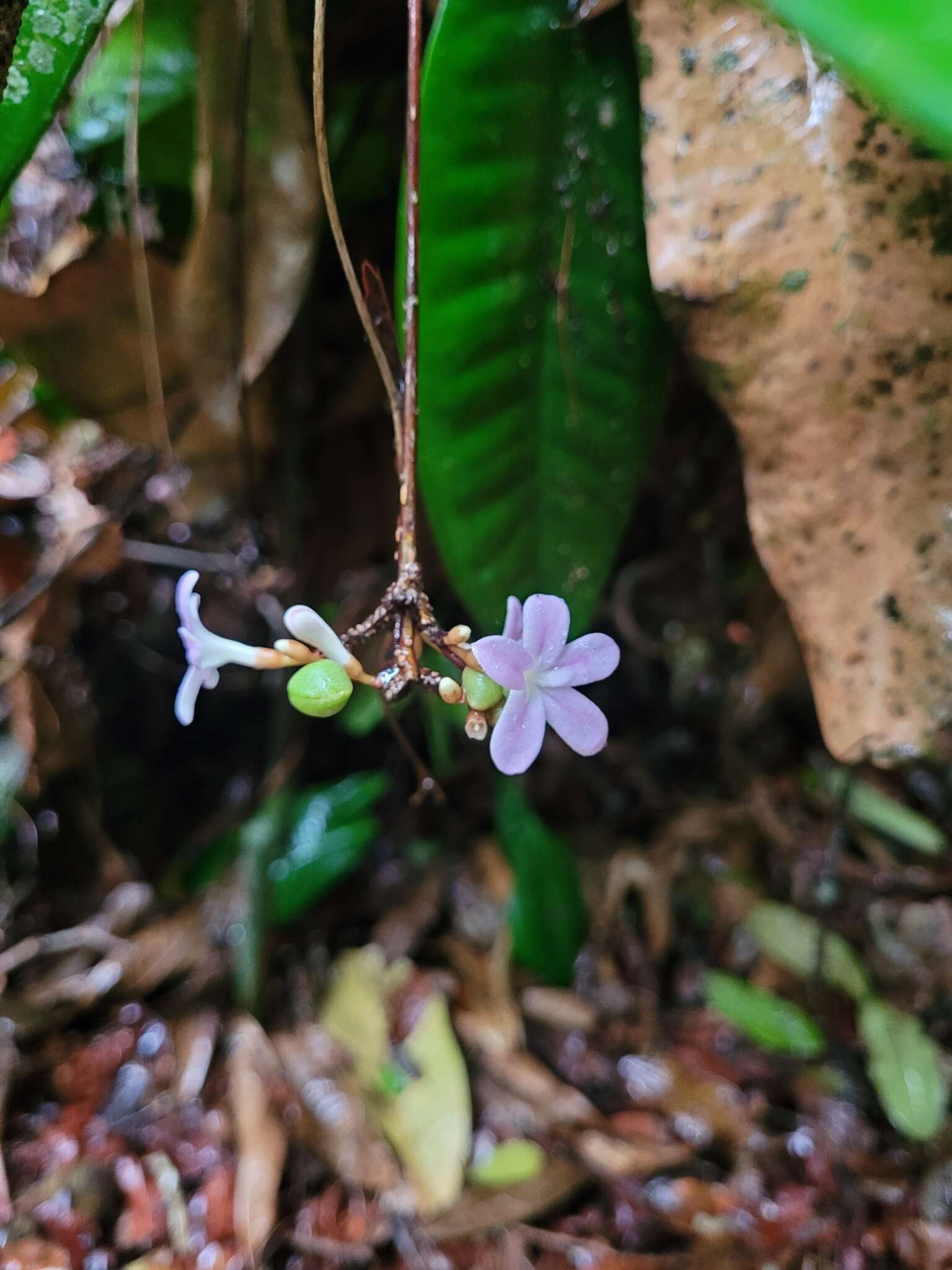 Image of Conchocarpus macrophyllus J. C. Mikan