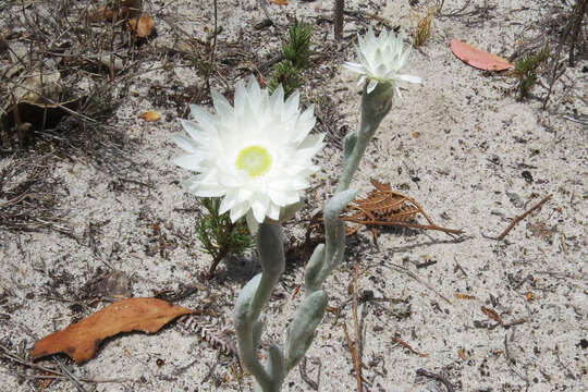 Plancia ëd Argentipallium blandowskianum (Steetz ex Sond.) P. G. Wilson