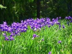 Image of German Iris