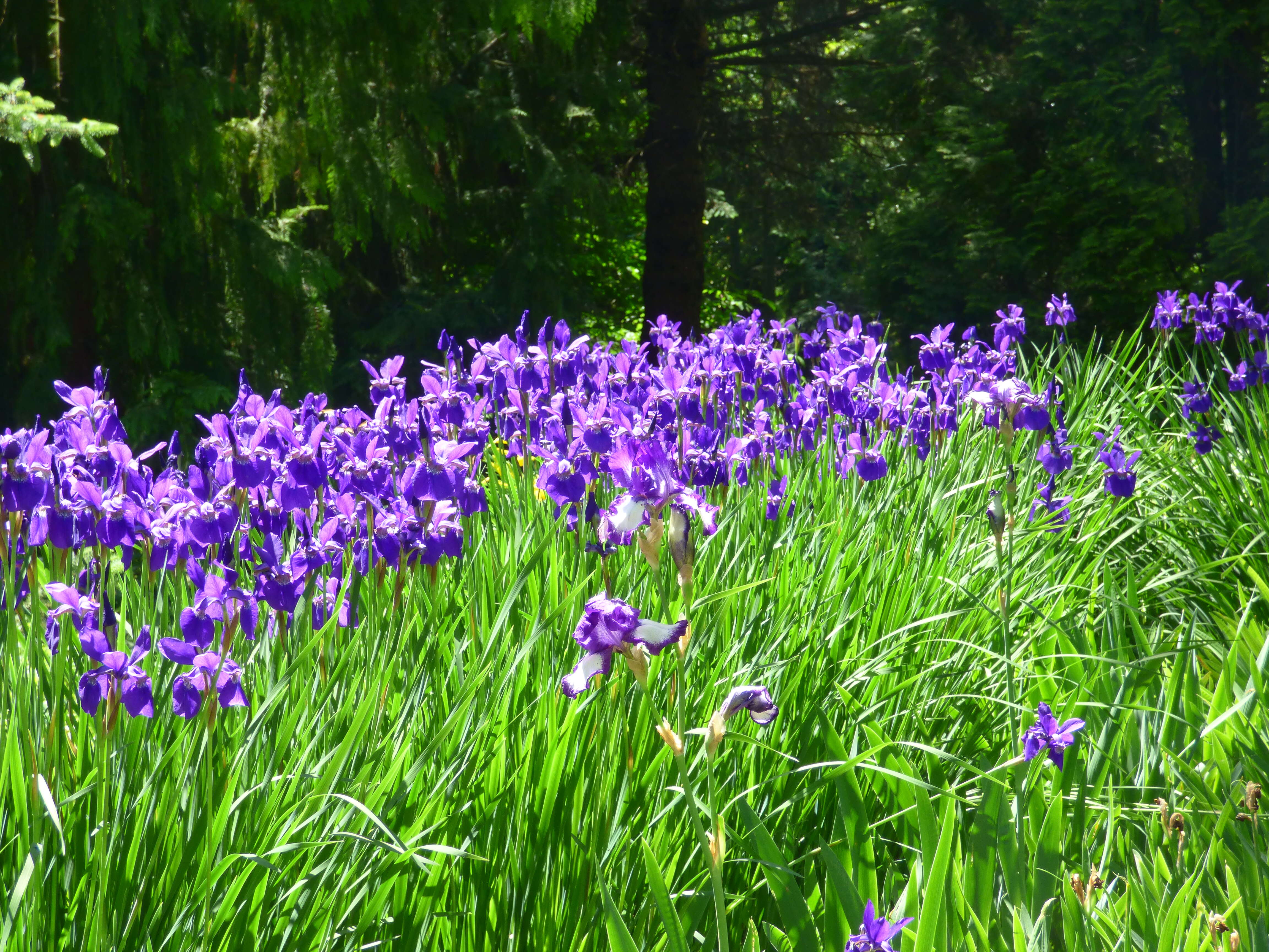 Image of German Iris