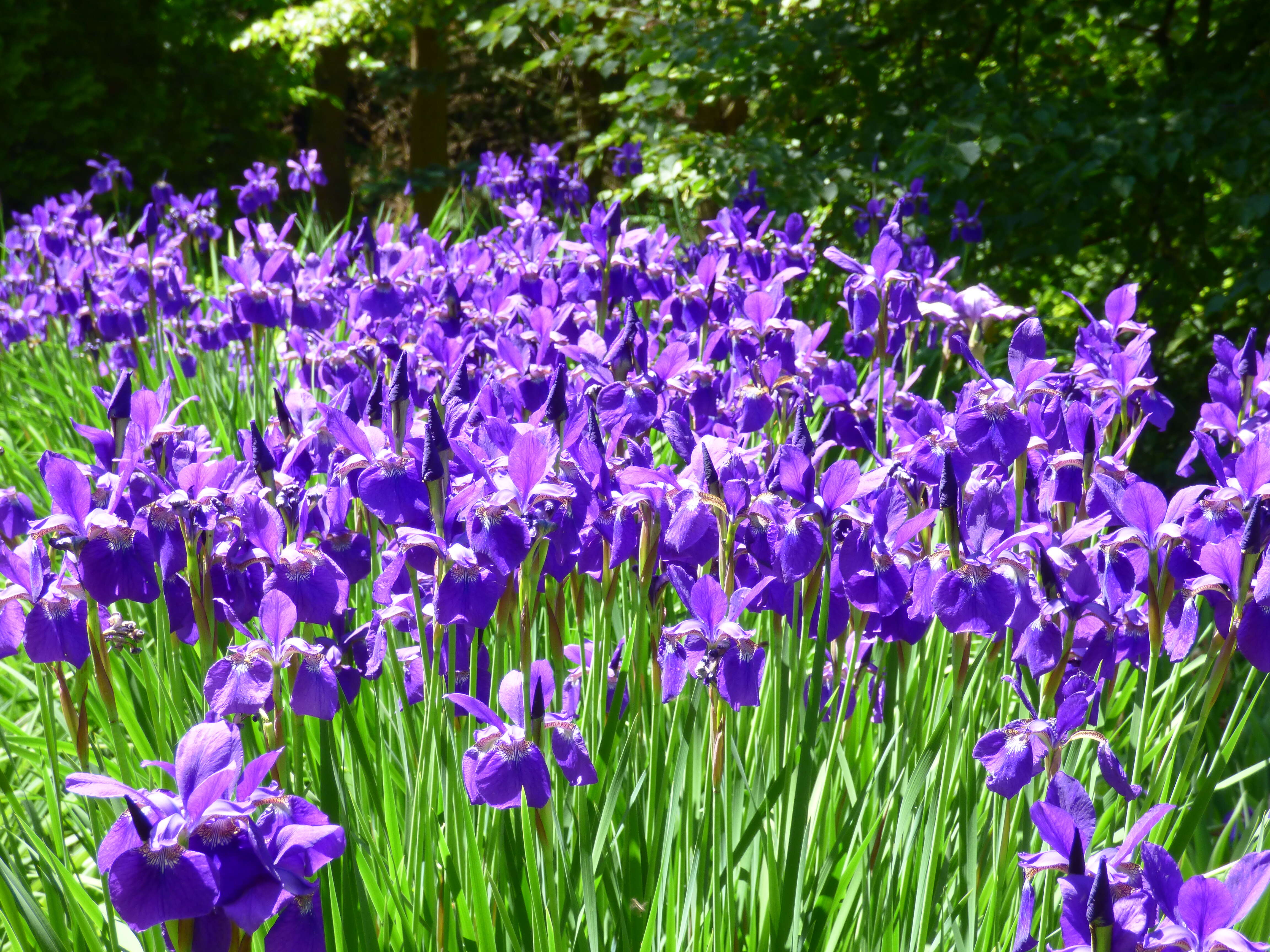 Image of German Iris