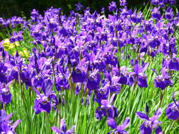 Image of German Iris