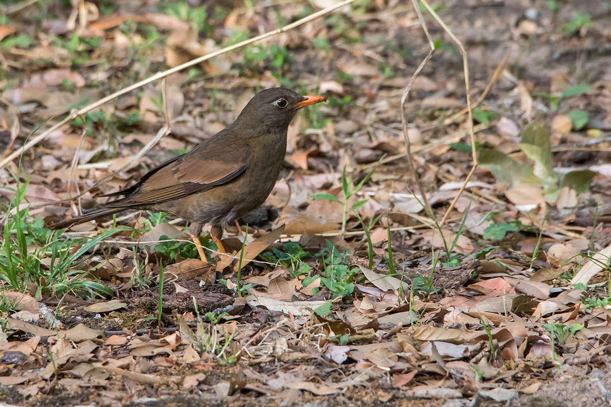 Image of Grey-winged Blackbird