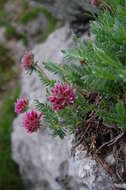 Image of Mountain Kidney Vetch