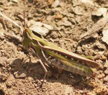 Froggattina australis (Walker & F. 1870) resmi