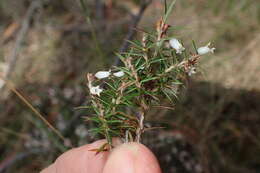 Image of Lissanthe strigosa subsp. subulata (R. Br.) J. M. Powell