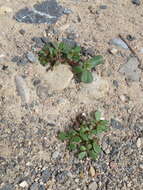 Image of common purslane