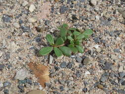 Image of common purslane