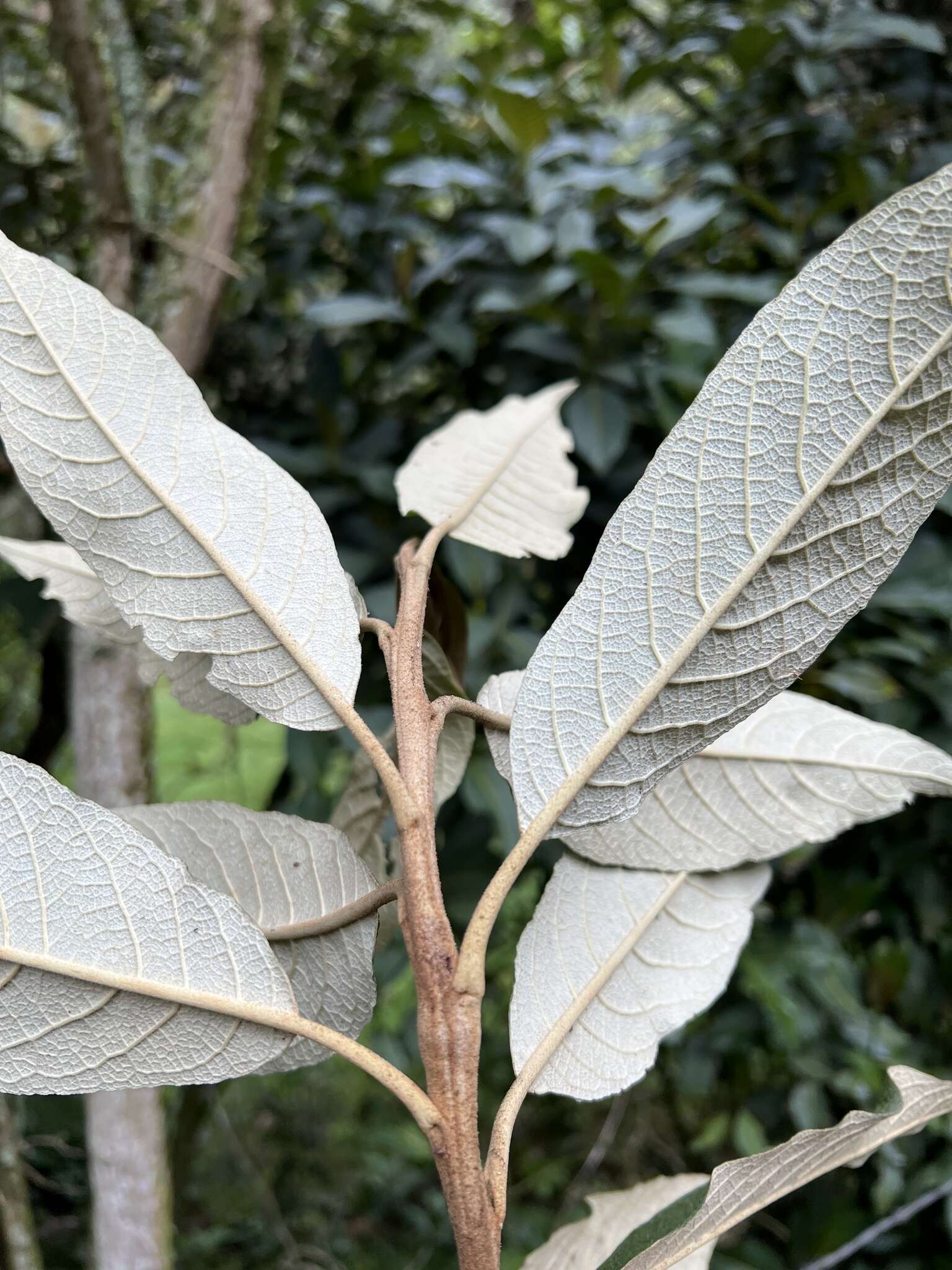 Image of Buddleja bullata Kunth