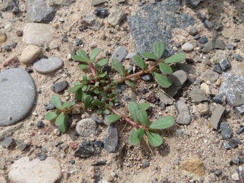 Image of common purslane