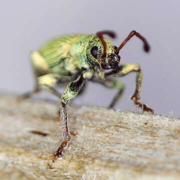 Plancia ëd Phyllobius (Parnemoicus) roboretanus Gredler 1882