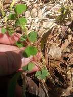 Imagem de Oxalis priceae subsp. colorea (Small) Eiten