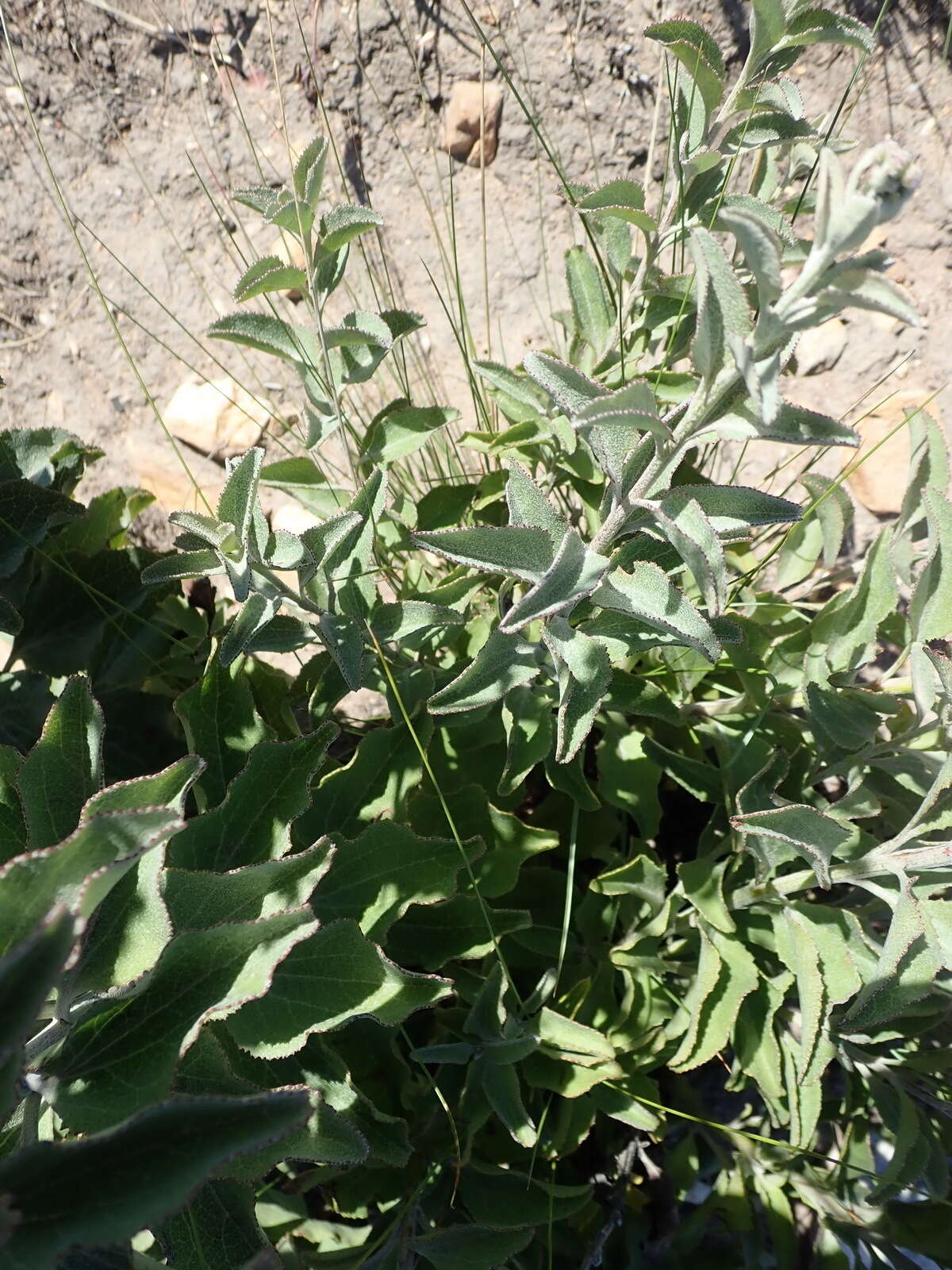 Image of Cynoglossum hispidum Thunb.