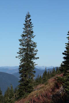 Image of subalpine fir