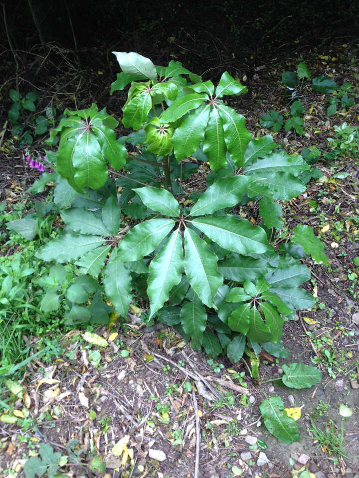 Imagem de Schefflera digitata J. R. Forst. & G. Forst.