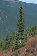 Image of subalpine fir