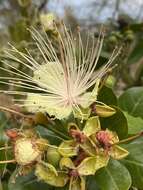 Image of African caper