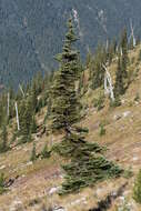 Image of subalpine fir