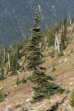 Image of subalpine fir