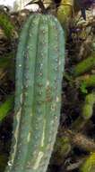 Cipocereus bradei (Backeb. & Voll) Barthlott & N. P. Taylor resmi