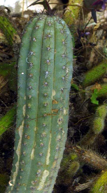 Cipocereus bradei (Backeb. & Voll) Barthlott & N. P. Taylor resmi