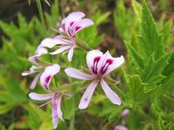 Image of Pelargonium citronellum J. J. A. Van der Walt