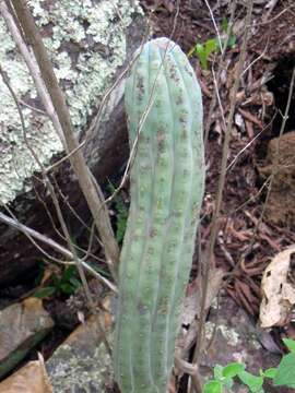 Image of Cipocereus bradei (Backeb. & Voll) Barthlott & N. P. Taylor