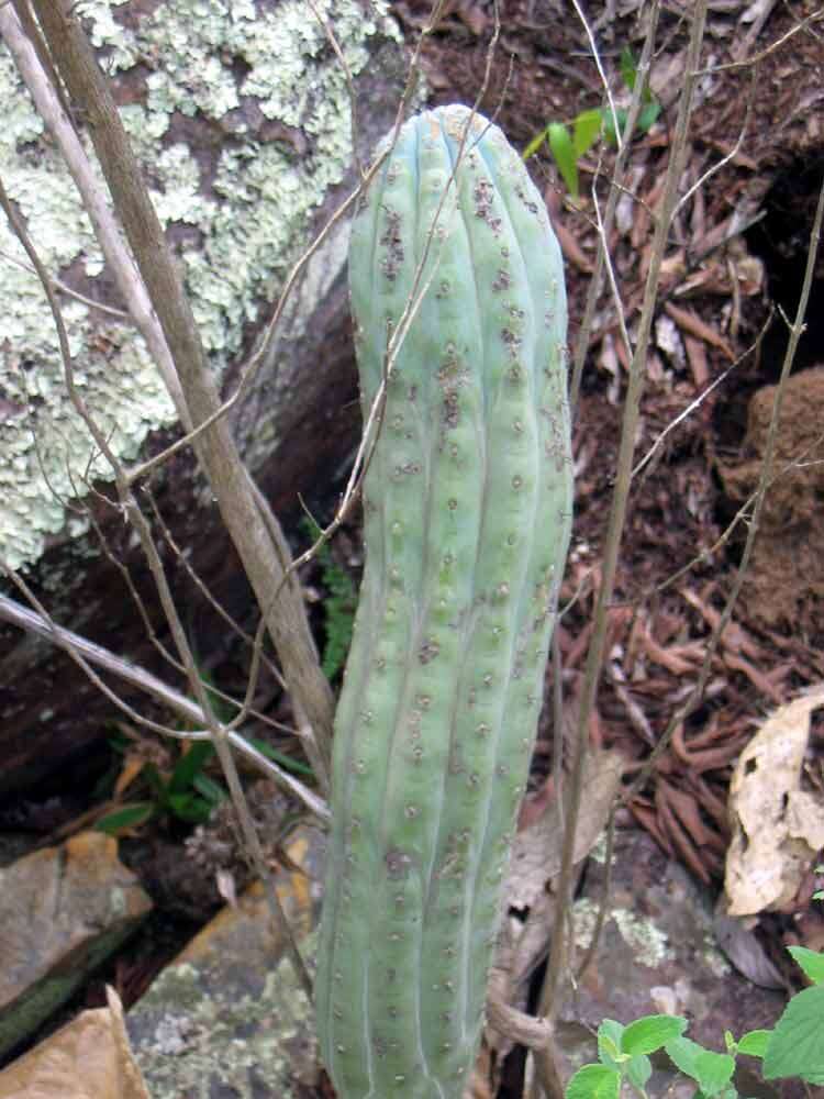 Cipocereus bradei (Backeb. & Voll) Barthlott & N. P. Taylor resmi