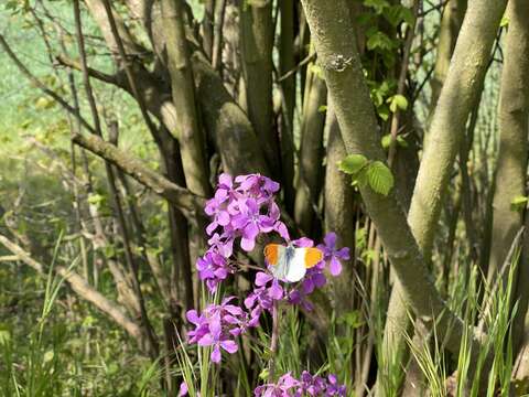 Image of Lunaria annua subsp. annua