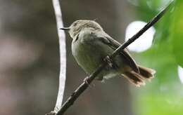 Image of Large-billed Scrubwren