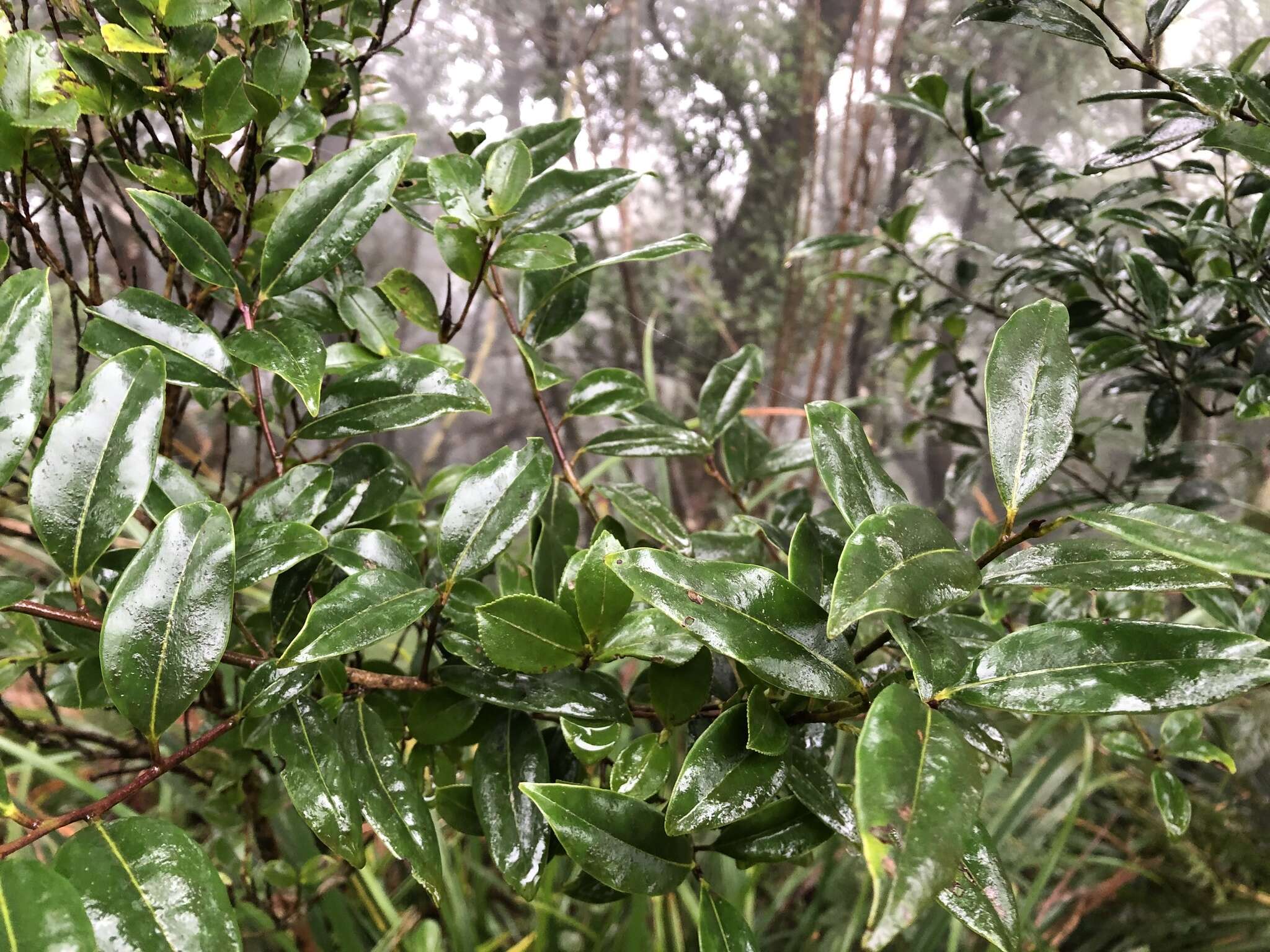 Image de Ilex lonicerifolia Hayata