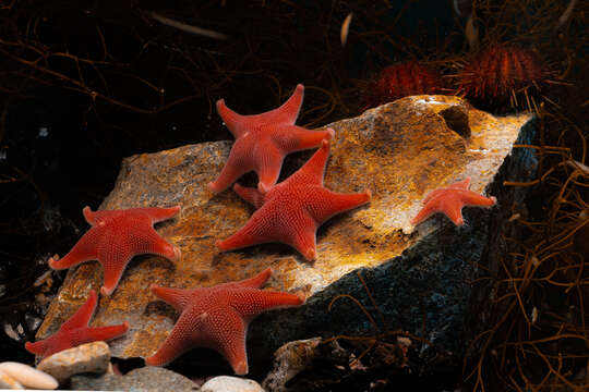 Image of Sea star