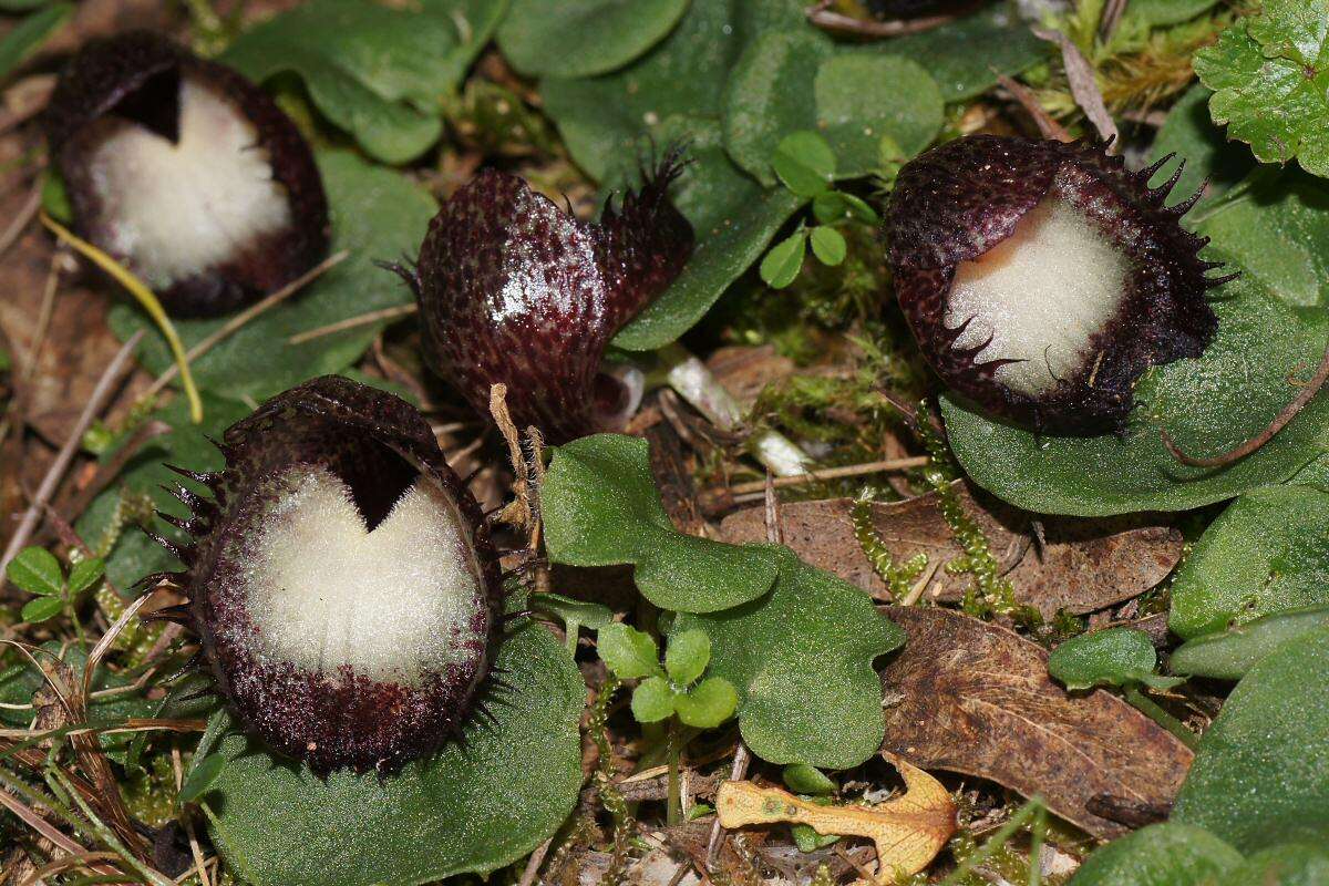 Image of Bristly helmet orchid