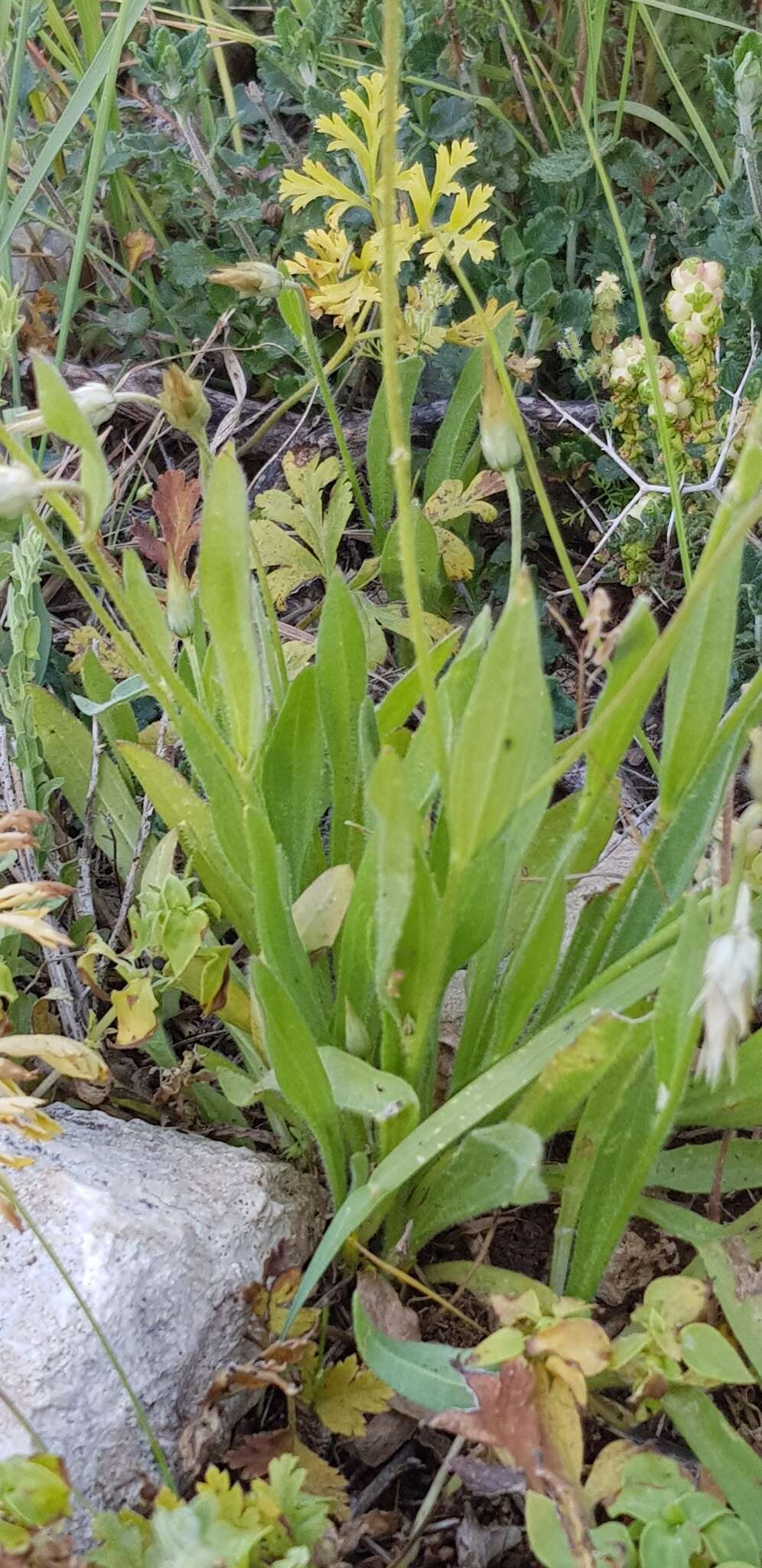 Image de Catananche lutea L.