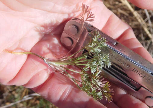 Image of plains sandparsley