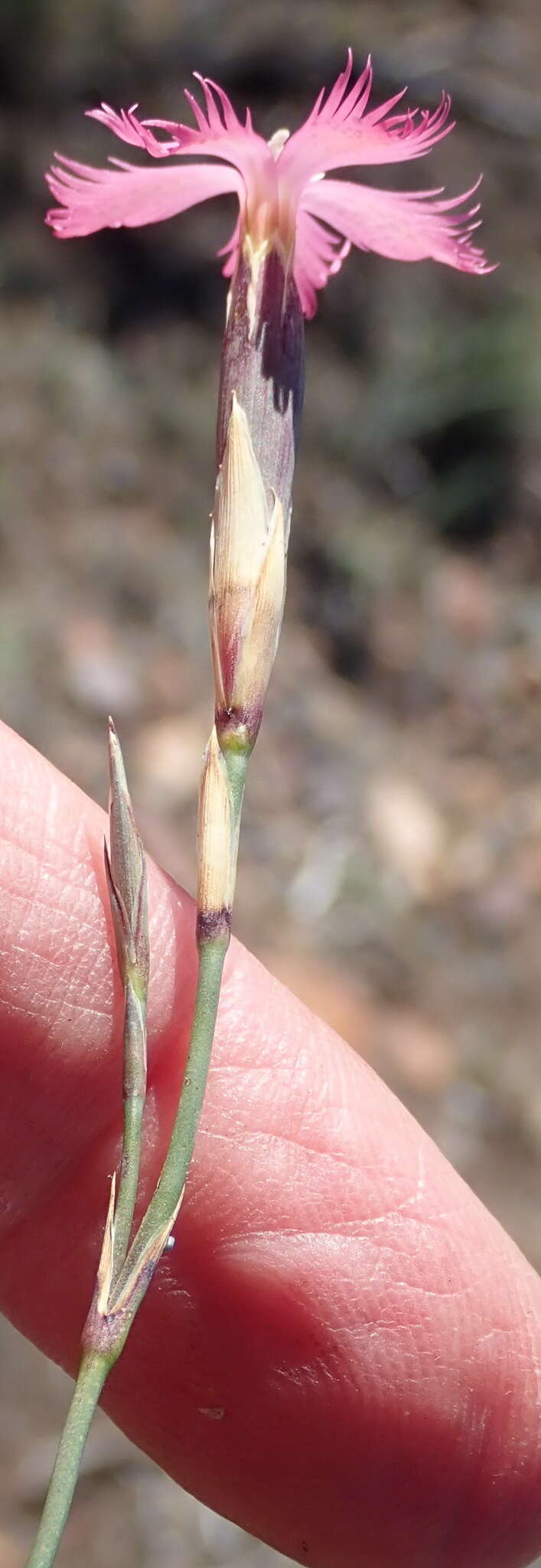 Dianthus bolusii Burtt Davy的圖片