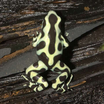 Image of Gold Arrow-poison Frog