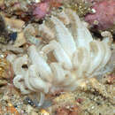 Image of Phyllodesmium lembehense Burghardt, Schrödl & Wägele 2008