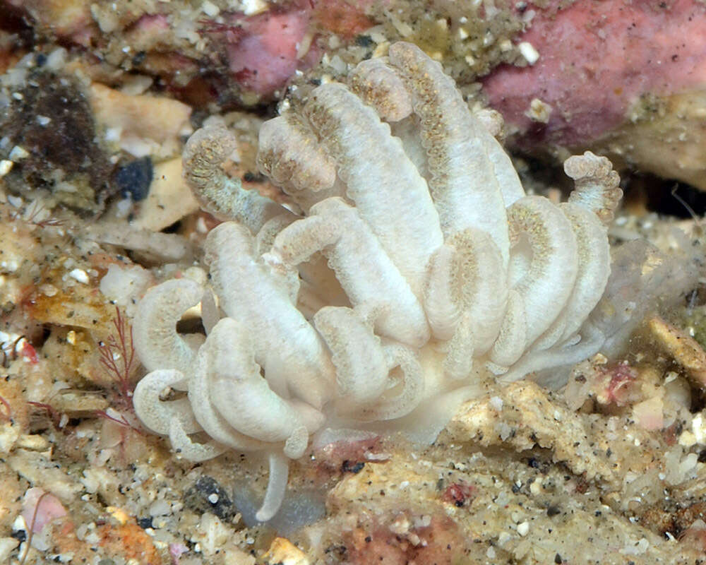 Image of Phyllodesmium lembehense Burghardt, Schrödl & Wägele 2008