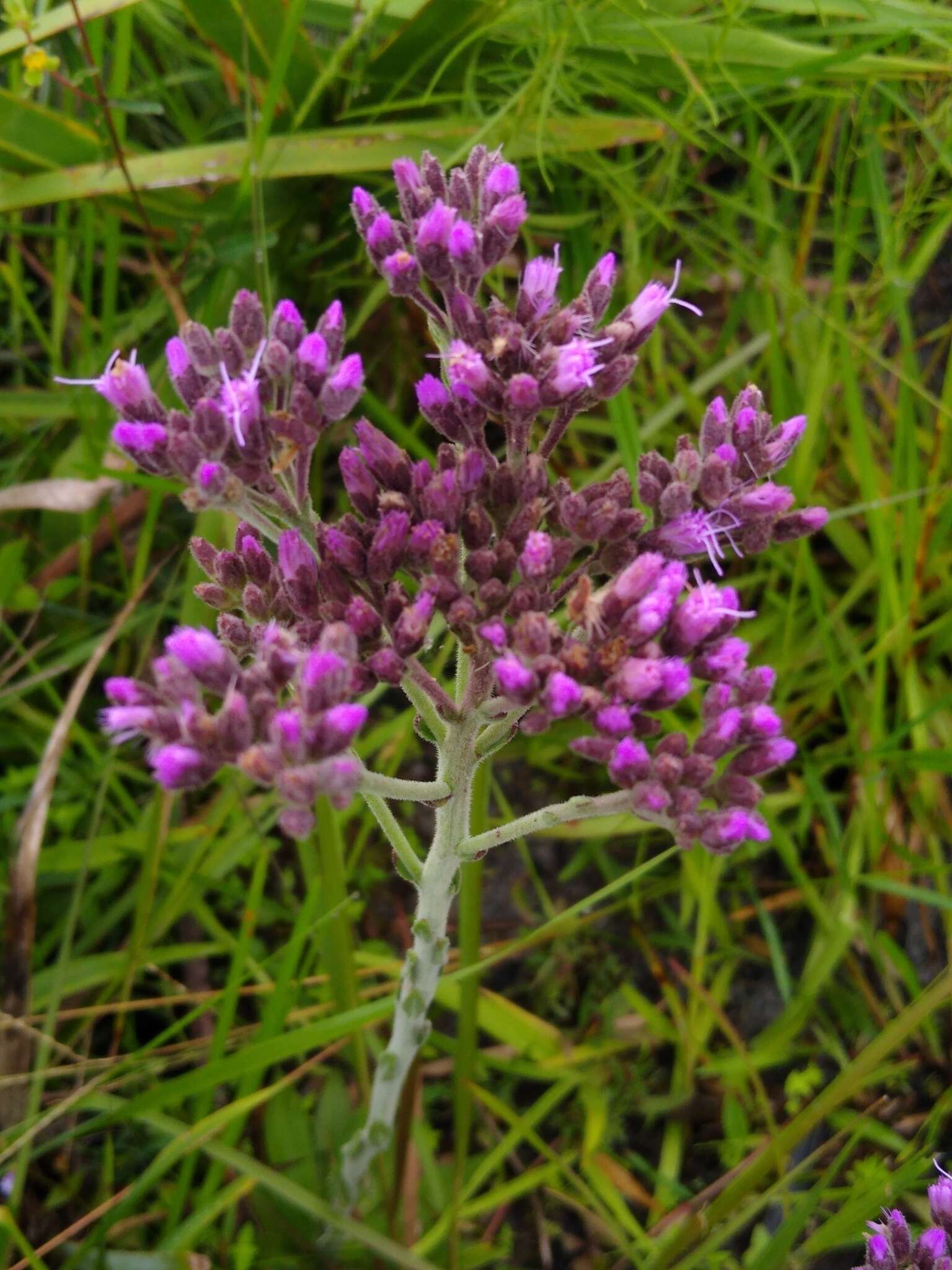 Image of pineland chaffhead