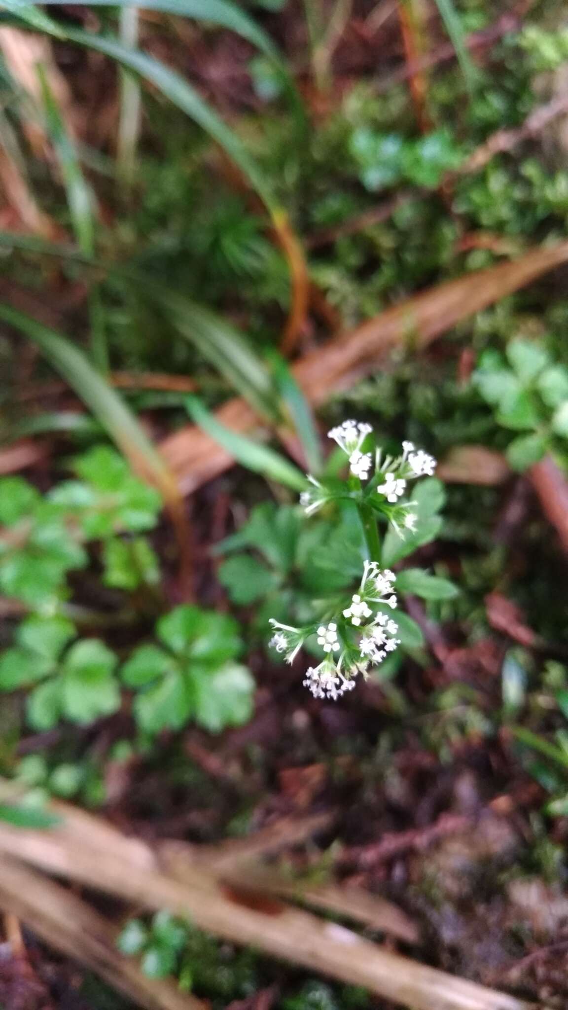 Image of Sanicula petagnioides Hayata