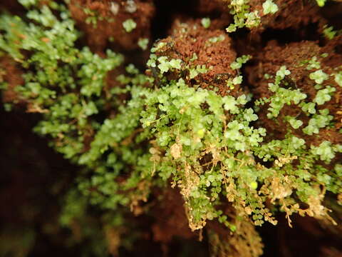 Image of tetraphis moss