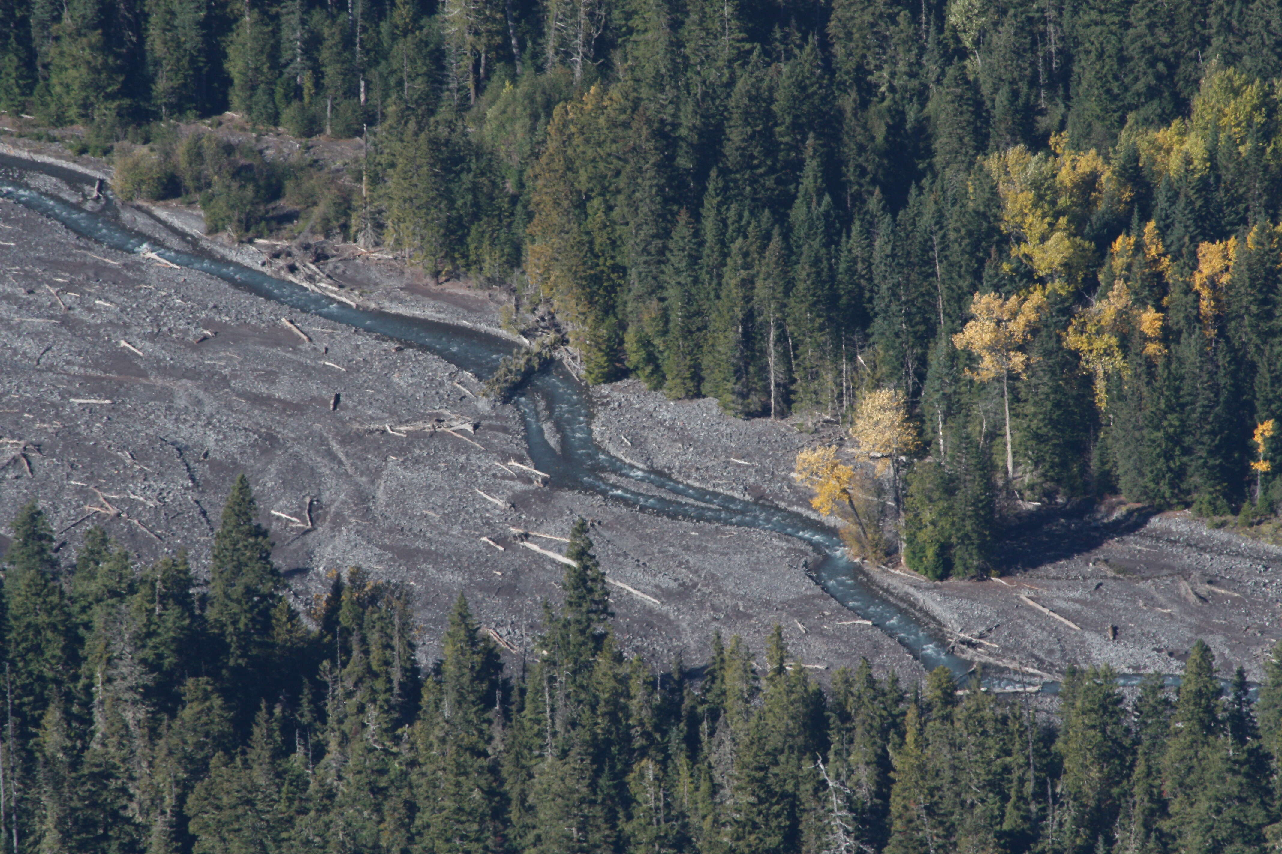 Image of Black Cottonwood