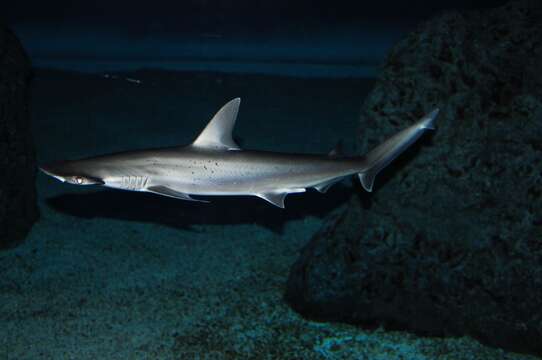 Image of Bonnethead Shark