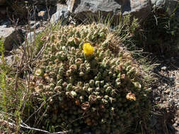 Image of Maihueniopsis glomerata (Haw.) R. Kiesling