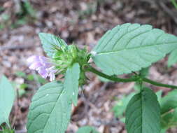 Image of Common hemp nettle