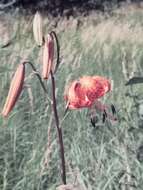 Image of Lilium leichtlinii var. maximowiczii (Regel) Baker