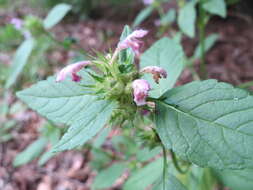 Image of Common hemp nettle